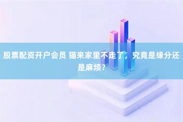 股票配资开户会员 猫来家里不走了，究竟是缘分还是麻烦？